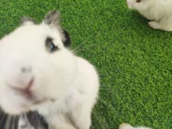 -萌宠亲子动物乐园(槐房万达店)