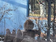 -青藏高原野生动物园