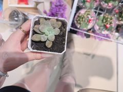 -谷莠子花艺·气球派对·绿植造景·花艺沙龙(金光华广场店)