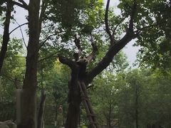 -都江堰中华大熊猫苑