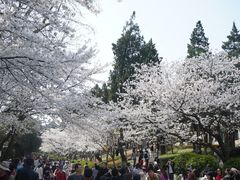 -武汉大学-樱园