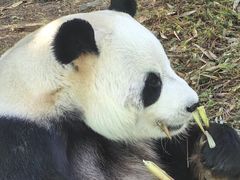 -栾川竹海野生动物园