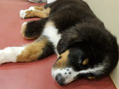 -和它·交个朋友·狗咖猫咖(爱琴海店)