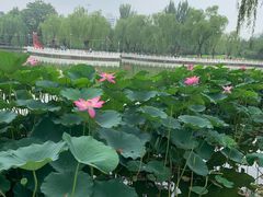 -丰台花园