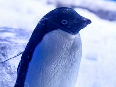 -上海海昌海洋公园