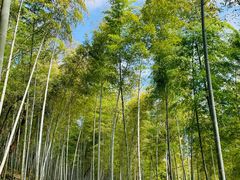 -上海佘山国家森林公园天马山园