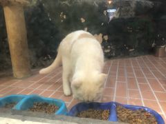 -猫咪博物馆(顶澳仔猫街店)