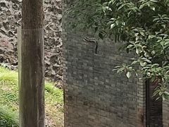 -都江堰中华大熊猫苑