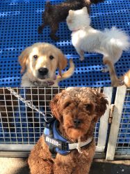 -萌宠亲子动物乐园(槐房万达店)