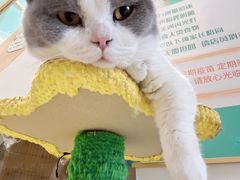 -猫在这儿猫咪咖啡馆·撸猫馆