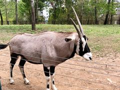 -大连森林动物园