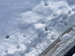 -长白山华美胜地滑雪场