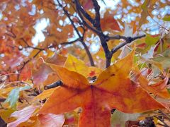 -五角枫生态旅游景区