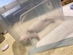 -雨林宠物医院 非犬猫异宠专科