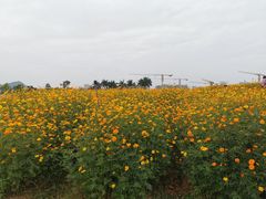 -光明小镇欢乐田园