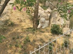 -石家庄市动物园