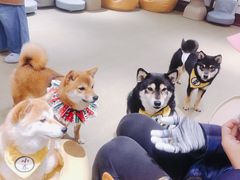 -逗柴咖啡屋·狗咖猫咖宠物桌游
