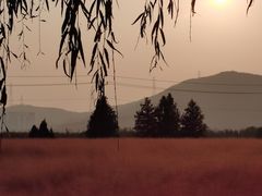 -羊亭河湿地公园