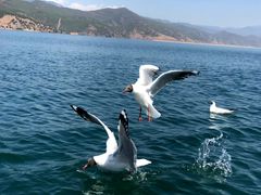 -丽江泸沽湖景区