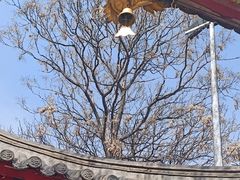 -护国法轮寺