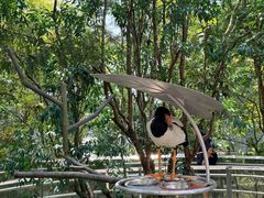 -新加坡飞禽公园