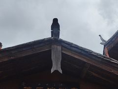 -胖金妹鸡豆凉粉店