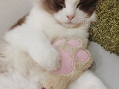 -糯米喵星人·撸猫猫舍咖啡馆(西市场嘉华店)