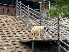 -北京鹿世界主题园