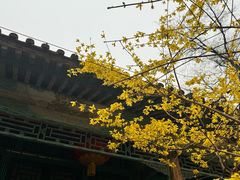-恭王府博物馆