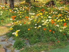 -名花谷生态庄园