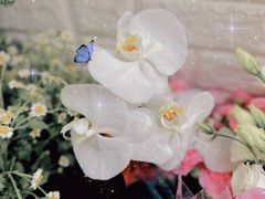 -雪蔓之鲜花气球派对(家佳源时代中心店)