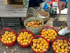 -塘栖枇杷特色园区