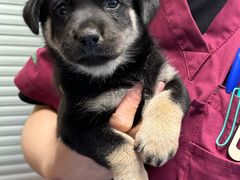 -伟伟宠物医院·CT影像中心·瑞派犬猫综合性门诊(汉口总院)