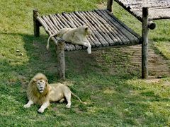 -西霞口神雕山野生动物世界