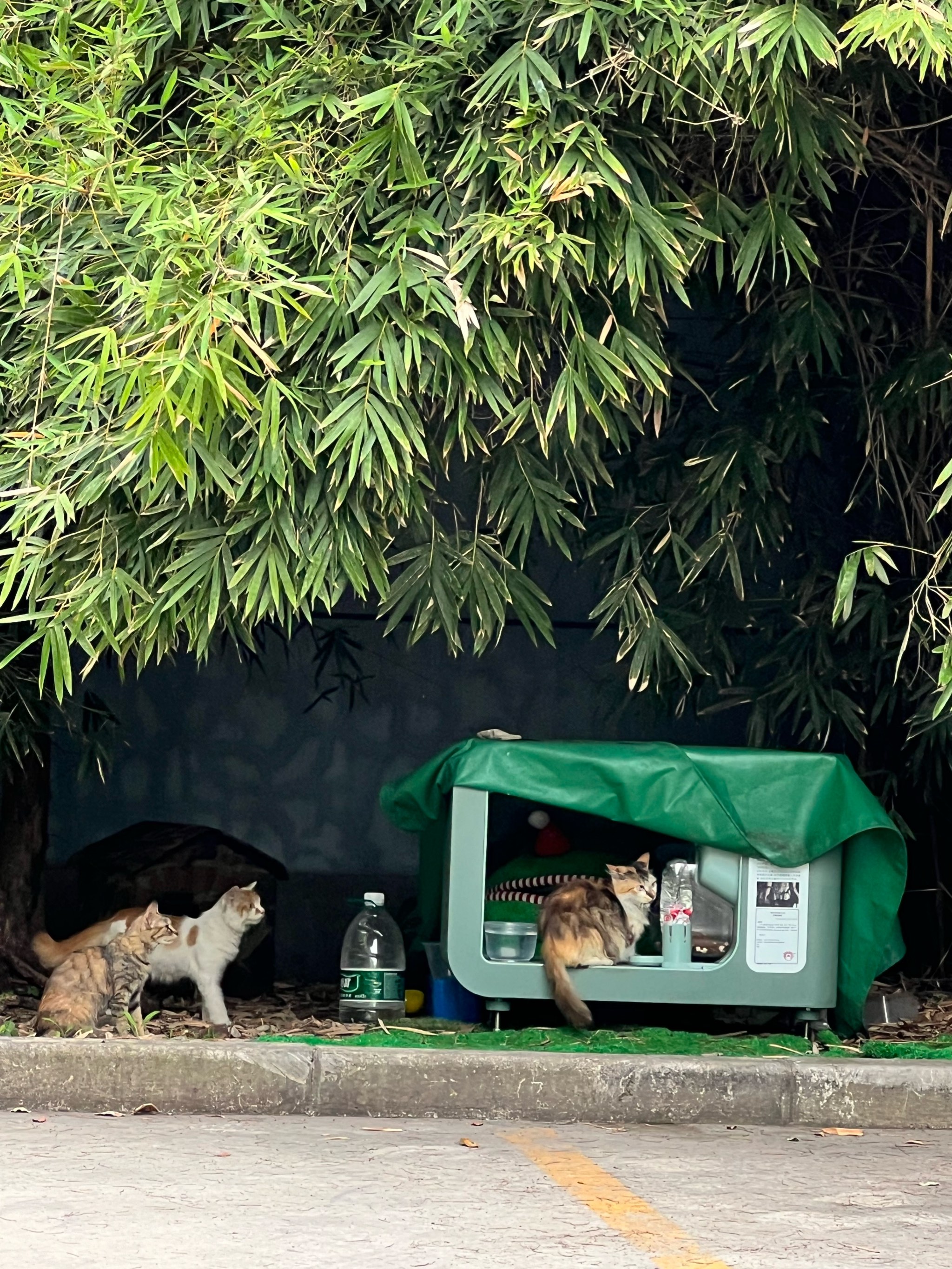 小区停车场的街猫每天都有好心人打理