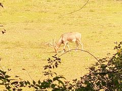 -北京麋鹿生态实验中心