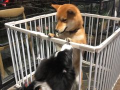 -酷以爬仙阁实体爬宠店·守宫·蜥蜴·专业繁育