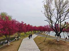 -羊山湖公园