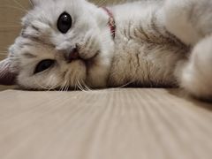 -藏猫猫咖啡主题馆(中央大道店)