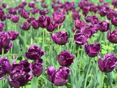 -洛阳郁金香牡丹园