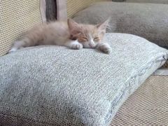 -瑞派福兴宠物医院犬猫全科·骨科·中西医结合(河东店)