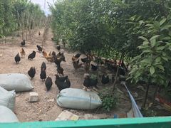 -同銮特种养殖场·龙虾垂钓