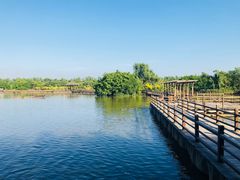 -大湾区中央湿地公园
