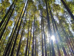 -山王坪喀斯特国家生态公园