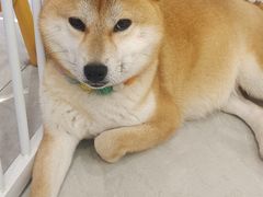 -柴犬小屋·柴餐厅·狗咖食堂(金鼎广场店)