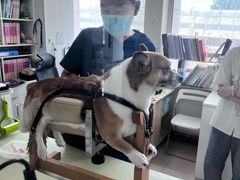 -派美特宠物医院·核磁CT·骨科肿瘤·疑难转诊(沈农禾丰店)