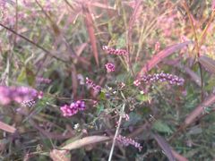 -呼吸森林·生态农庄农家乐私房菜