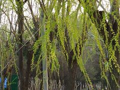 -鉴湖国家城市湿地公园