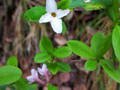 -叠溪松坪沟景区