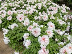 -石家庄市植物园